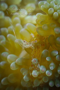 Shrimp on home by Alejandro Topete 